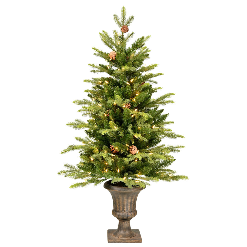pine Buy Picea pungens 'Victor' Colorado Spruce — Mr Maple │ Buy