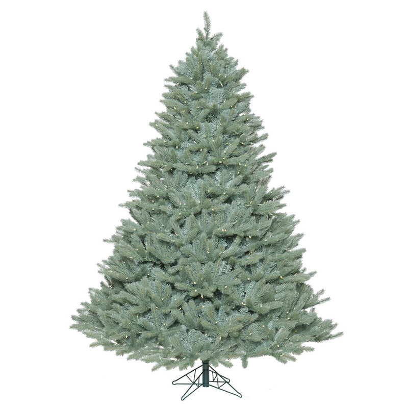 5.5' x 49" Colorado Blue Spruce Tree