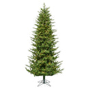 14' x 78" Hoboken Frasier Fir Tree